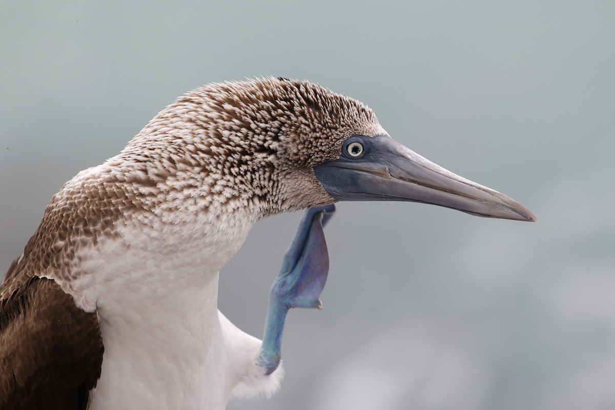 Bluefooted Booby